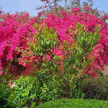 S'omu Antiga 3* Nureci