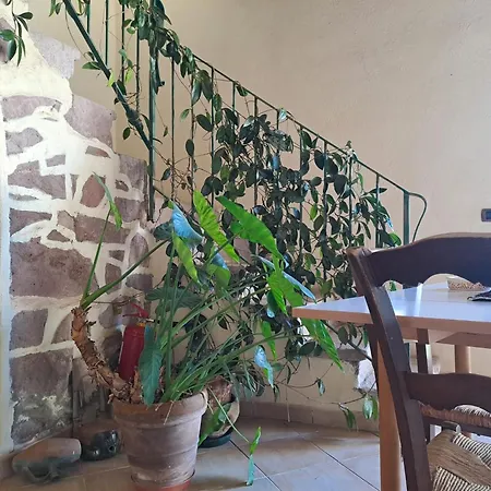 S'omu Antiga Nureci